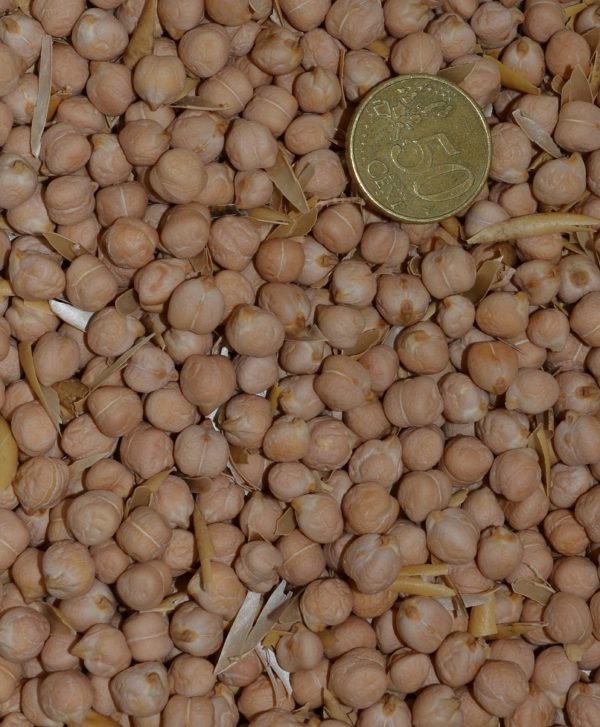 Pois chiche – Image 3