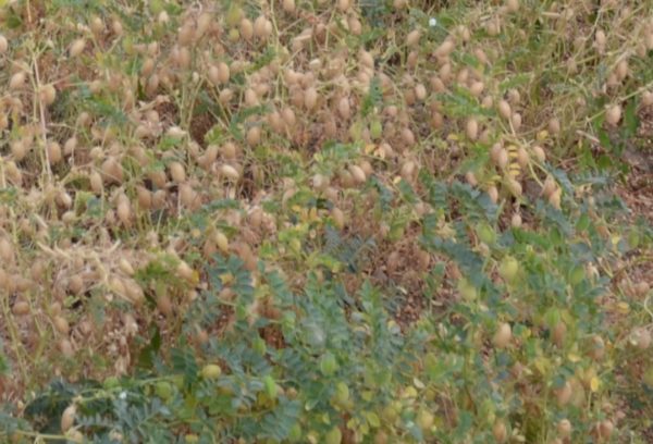 Pois chiche – Image 2