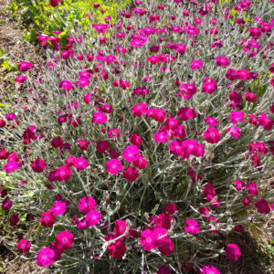 Coquelourde rose carmin