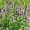Agastache