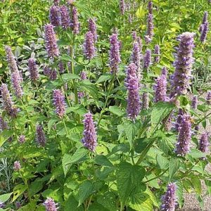 Agastache fenouil
