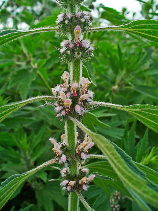 Agripaume cardiaque