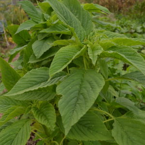 Amaranthe verte d’Inde
