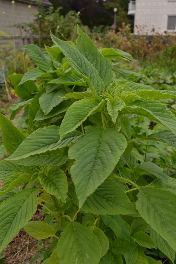 Amaranthe verte d'Inde – Image 2