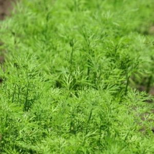 Aneth officinale
