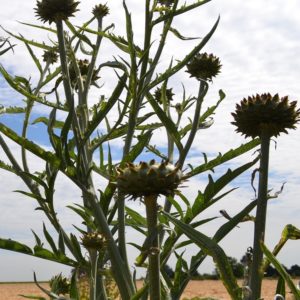 Artichaut gros vert de Loan