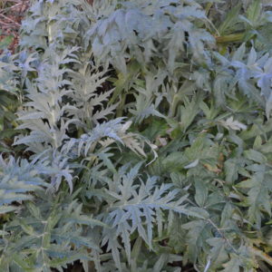 Artichaut gros vert de Loan