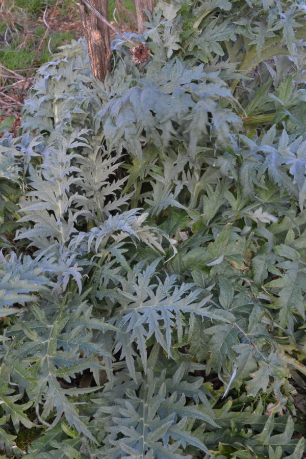 Artichaut gros vert de Loan – Image 2