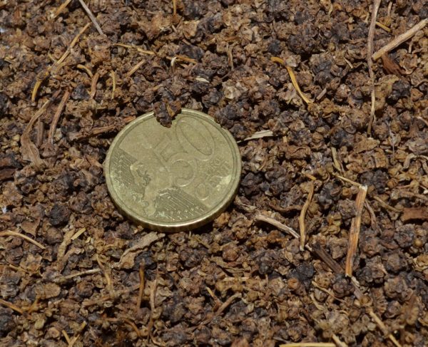 Betterave Cylindra – Image 2