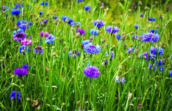 Bleuet en mélange de couleurs