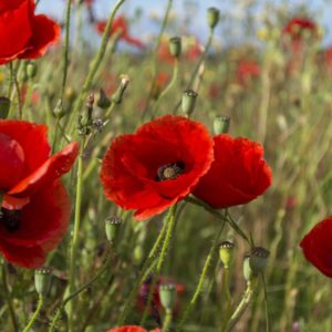 Coquelicot