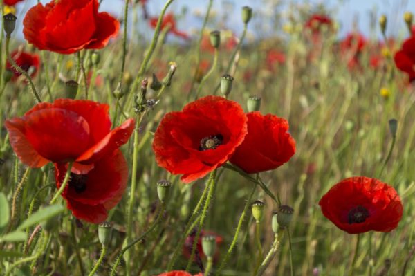 coquelicot