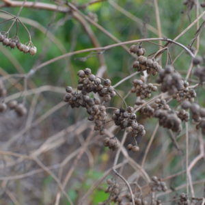 Coriandre (graines)