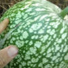 Courge de Siam