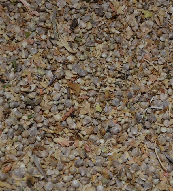 Epinard Butterflay – Image 2