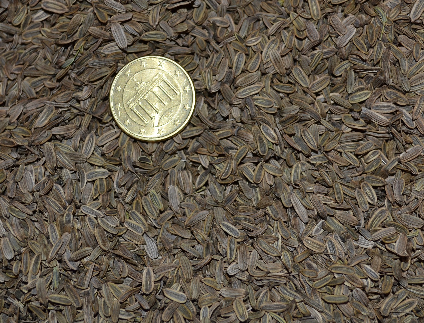 Graines de Fenouil vivace - Semences de Foeniculum vulgare
