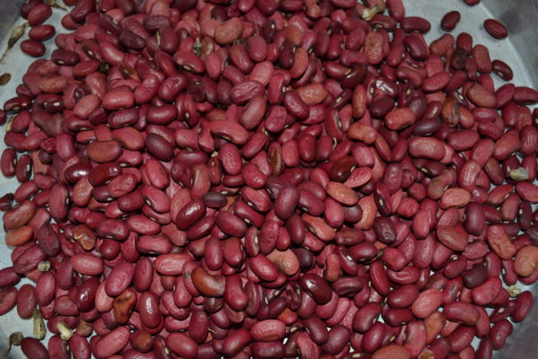 Haricot à écosser petit rouge du Kivu