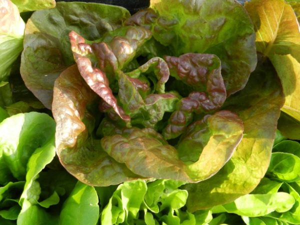 Laitue romaine Cimarron