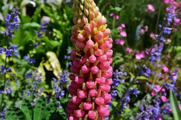 Lupin des jardins