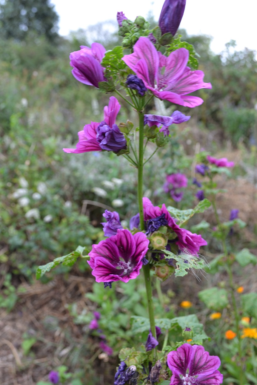 Mauve de Mauritanie - Le Potager du Gailleroux, permaculture, jardin-forêt,  graines, plants, arbres, formations et coaching