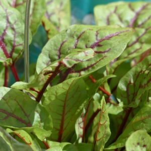 Oseille sanguine