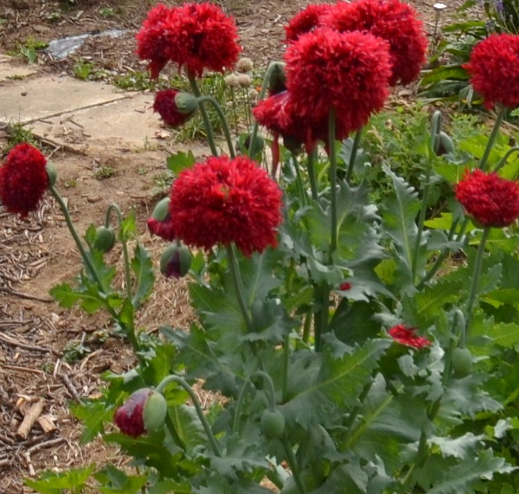 Pavot pompon rouge - Le Potager du Gailleroux, permaculture, jardin-forêt,  graines, plants, arbres, formations et coaching