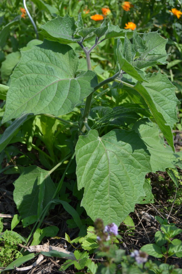 physalis Cerise de terre