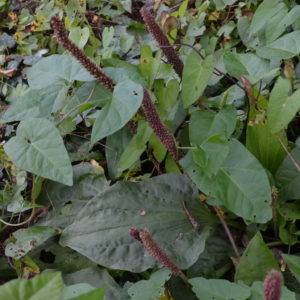 Grand plantain