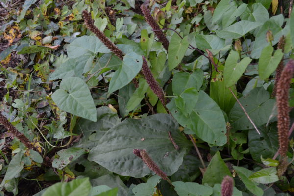 Grand plantain