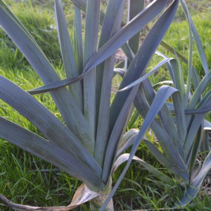 Poireau Elboeuf