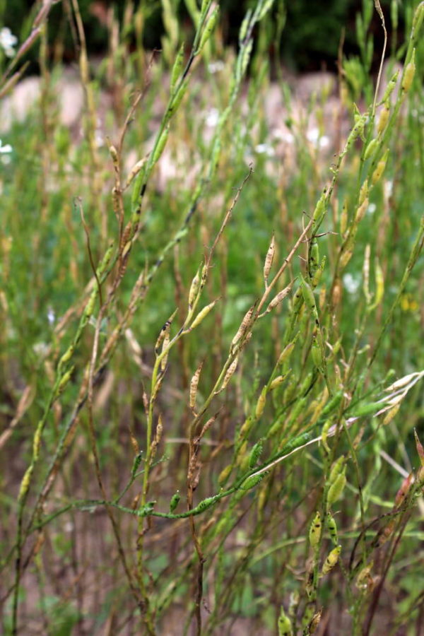 Roquette cultivée – Image 2