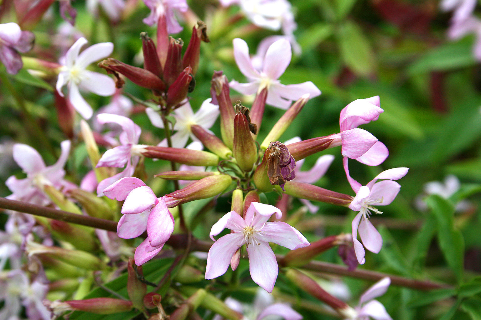 Graines De Saponaire Officinale (Saponaria Vaccaria) - 60 Graines Reproductibles, Plante Mellifère, Pour Jardin Permaculture