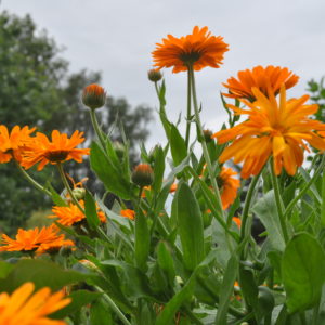 Souci officinal ou calendula