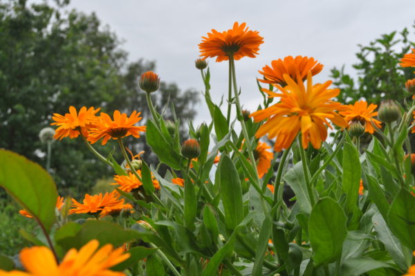 Souci officinal ou calendula