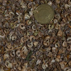 Souci officinal ou calendula
