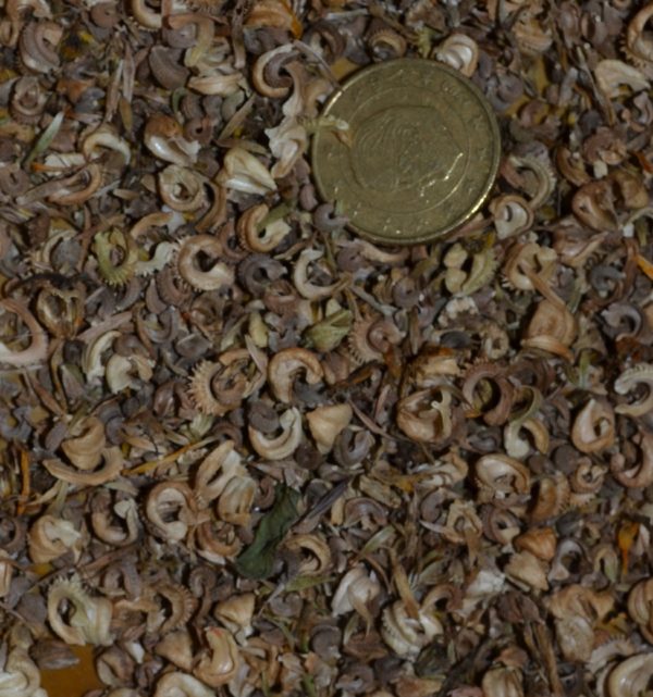 Souci officinal ou calendula – Image 2