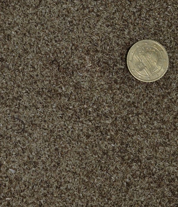 Tanaisie – Image 2