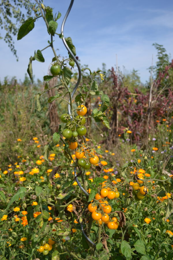 Tomate cerise Mille fleurs