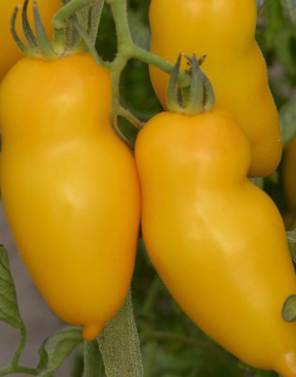 Tomate Roman candle
