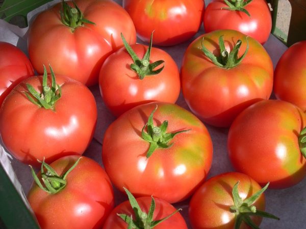 Tomate Rose de Berne