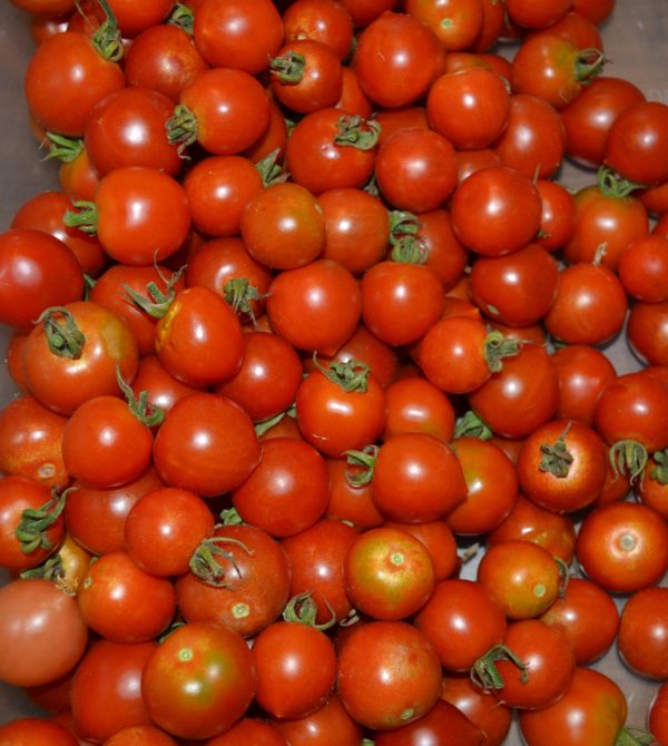 Tomate cerise Ruthje