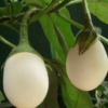 aubergine blanche ronde