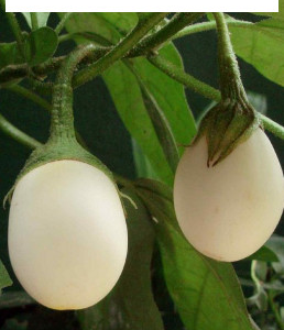 Aubergine blanche ronde
