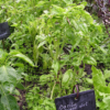 basilic grand vert