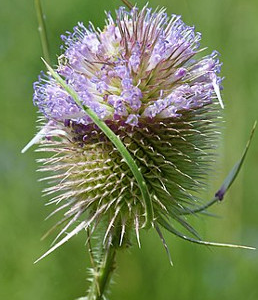 Cardère
