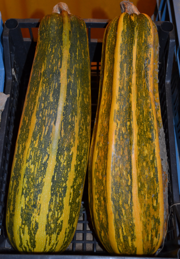 Courgette Costata Romanesco