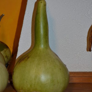 Gourde ou calebasse pèlerine