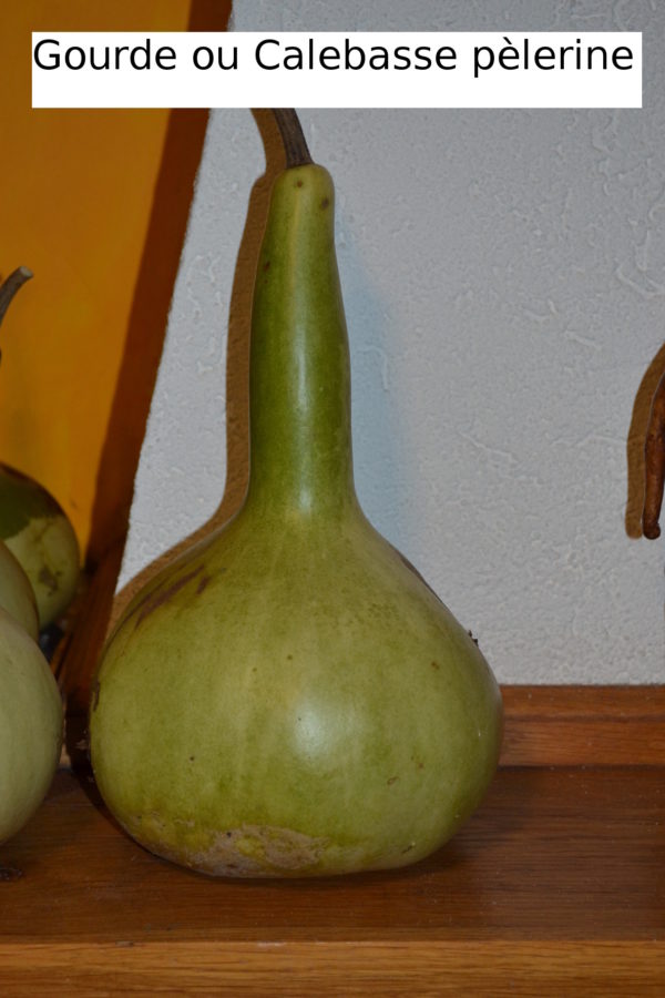 Gourde ou calebasse pèlerine