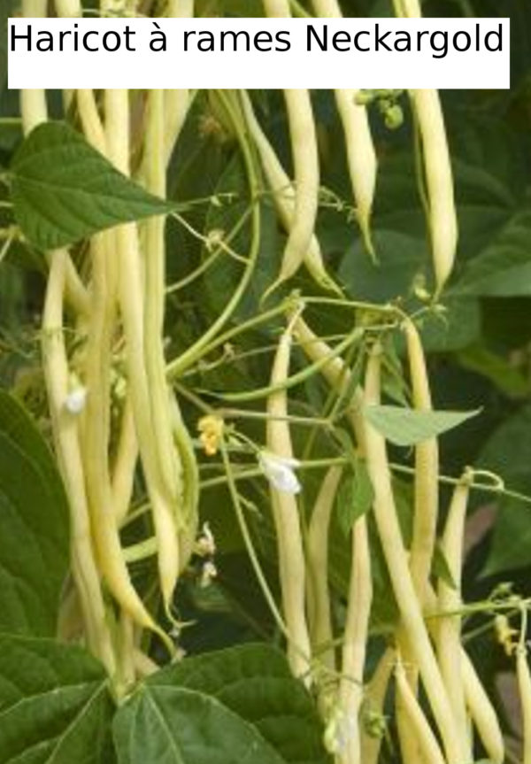 Haricot beurre mangetout Neckargold