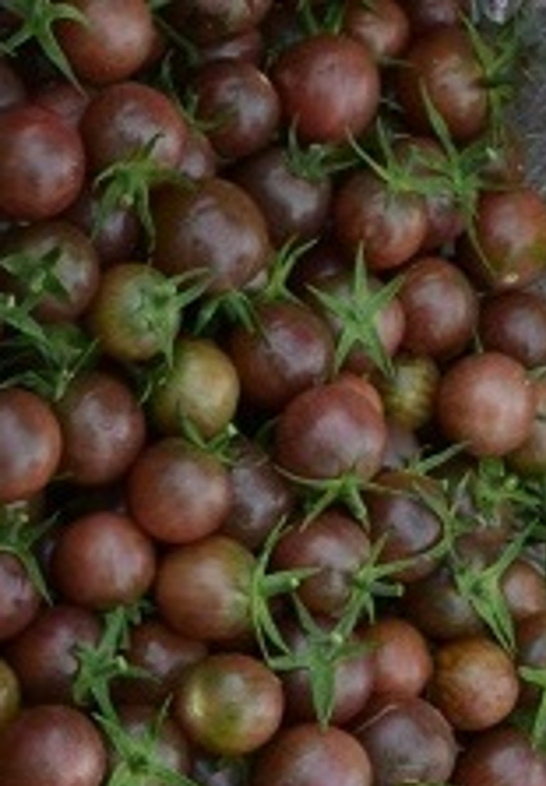Tomate Black Cherry